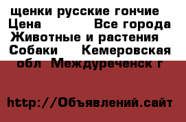 щенки русские гончие › Цена ­ 4 000 - Все города Животные и растения » Собаки   . Кемеровская обл.,Междуреченск г.